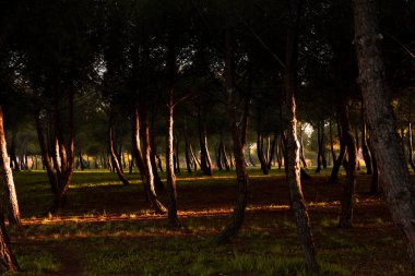 Parktaki çam ağaçlarının arasında gün batımı. Arka ışıklandırma. Sonbahar.