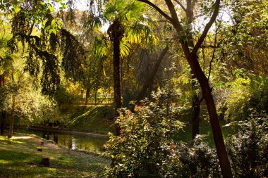 Sonbaharda palmiye ağaçlarıyla dolu bir parkta ördekler akarcasına.