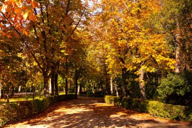 Sonbaharda parkta ağaçlar arasında bir patika. Sonbahar renkleri.