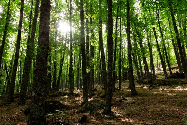 Rétroéclairage Dans Une Forêt Châtaigniers — Photo