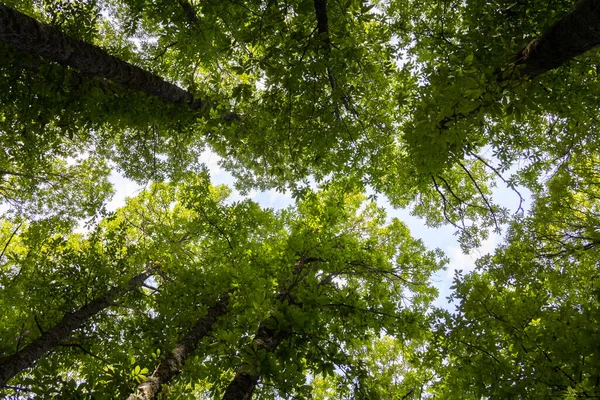 Cime Des Arbres Verts Forêt Châtaigniers Feuillage — Photo