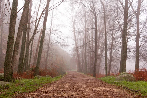 Entre Les Peupliers Par Une Journée Brumeuse Mystérieux Chemin Droit — Photo