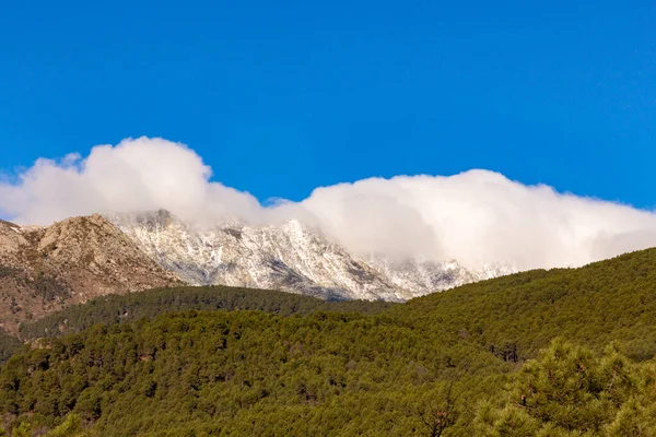 Cloud cluster on the top of a snowy mountain. Sunny winter day. Pine forest on the mountainside. Landscape.