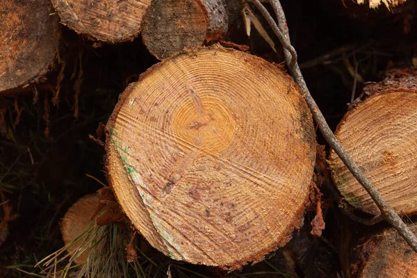 Corte Tronco Árvore Secção Transversal Árvore Firewood Madeira Foco Seletivo — Fotografia de Stock