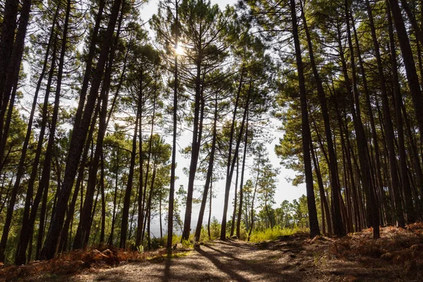 Lumière Soleil Travers Canopée Des Pins Dans Une Forêt Rétro — Photo