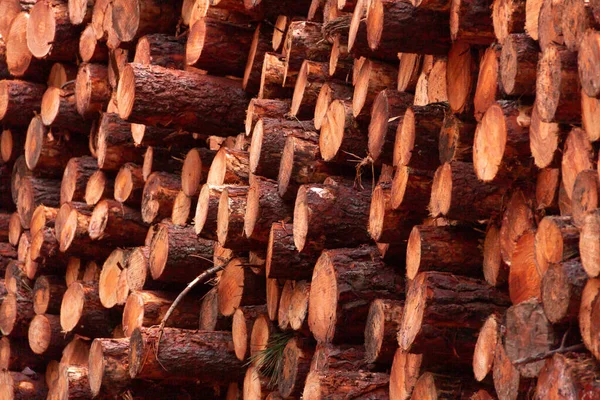 Pilha Troncos Madeira Para Lenha Floresta Pinheiro Acaba Cortar Cortar — Fotografia de Stock