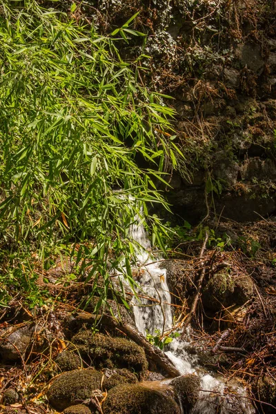 Planta Bambú Con Cascada —  Fotos de Stock