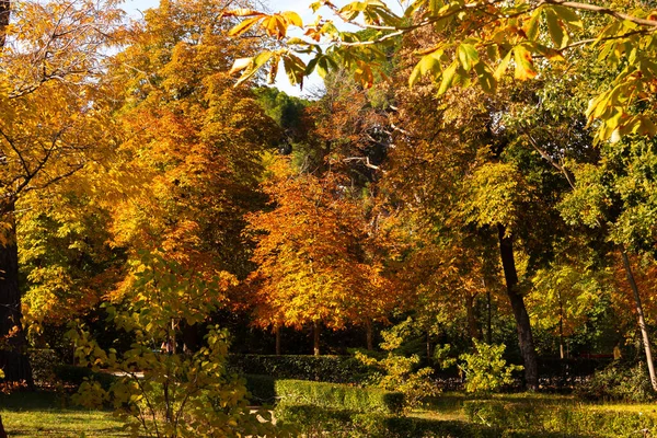 Cores Queda Parque Com Árvores Exuberantes Folhas Caídas — Fotografia de Stock