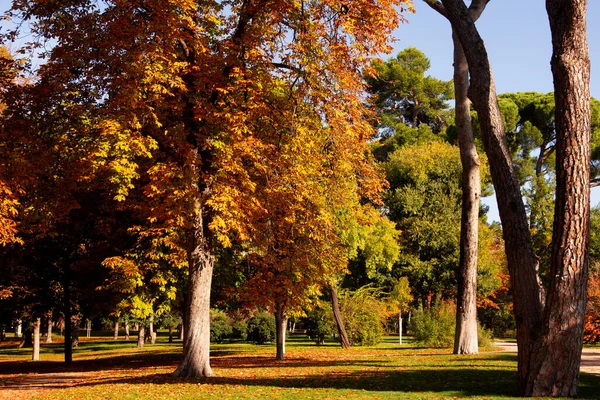 Cores Queda Parque Com Árvores Exuberantes Folhas Caídas — Fotografia de Stock