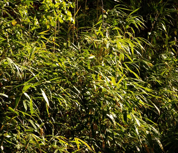 Bush Listových Bambusů Parku — Stock fotografie
