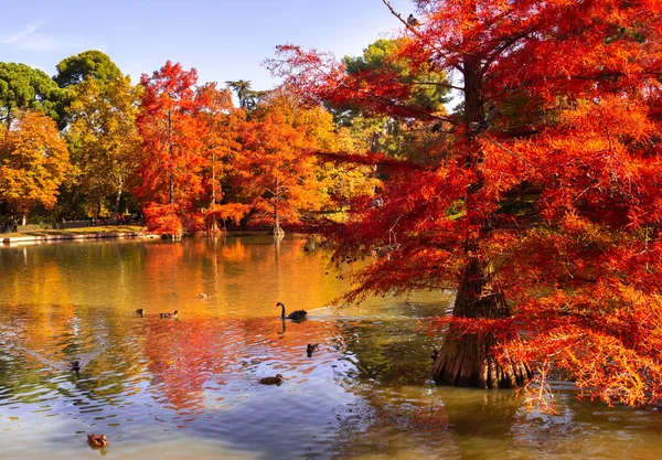 Pond in autumn with red cypress trees and ducks and swans. Fall colors in a park.