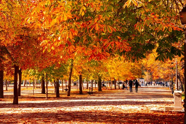 Caminho Entre Árvores Parque Outono Cores Queda — Fotografia de Stock