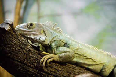 İguana bir ağaç dalında dinleniyor..