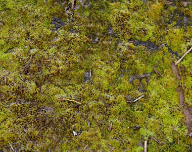 Gri taşta yeşil yosun dokusu. Organik arkaplan.