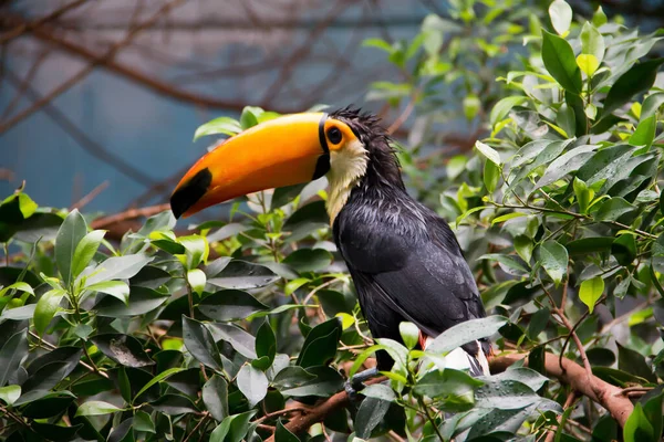 Funny Toucan Wet Tropical Rain — Stock Photo, Image