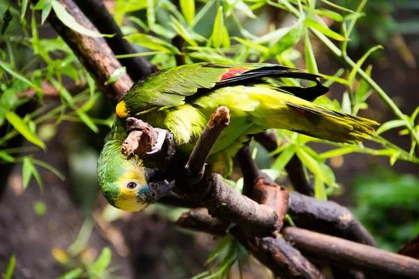 Beau Perroquet Vert Perché Sur Une Branche Arbre — Photo