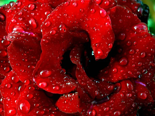 Vermelho Subiu Com Gotas Água Flor Sob Chuva Feriado Primavera — Fotografia de Stock