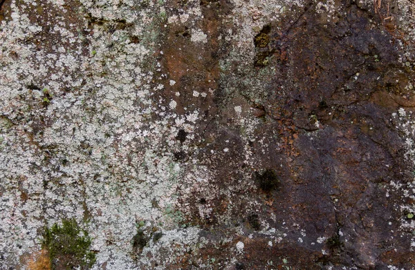Textura Pedra Com Ferrugem Líquen Fundo Orgânico — Fotografia de Stock