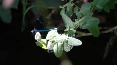 Mavi renkli yusufçuk, suyun yanındaki bir dala tünemiş ve kanatlarını çırpıyordu. 4K.