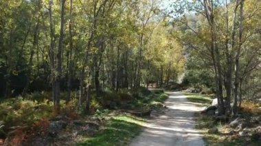 Güneşli bir ilkbahar ya da yaz gününde yolu olan bir ormanın havadan görünüşü. Kamera hareketini ileri al.