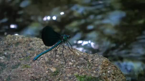 Blue Colored Dragonfly Perched Branch Water Flapping Its Wings — Stock Video