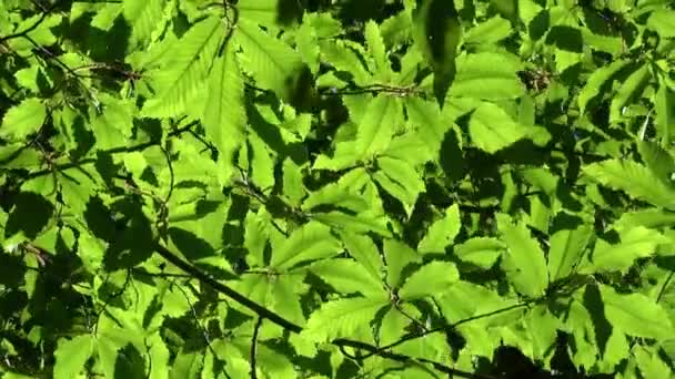 Intensiv Grüne Kastanienblätter Die Einem Sonnigen Tag Von Der Luft — Stockvideo