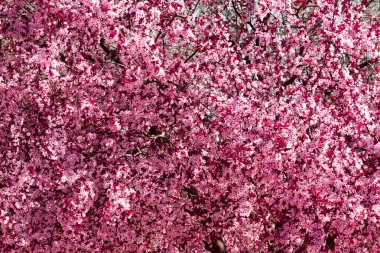 Badem ağacı çiçek açtı. Bahar pembesi. Arkaplan.