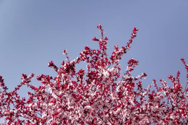Badem ağacı çiçek açtı. Bahar pembe çiçeği.