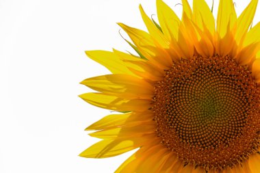 Yazın beyaz arka planda izole edilmiş ayçiçeği. Tarım. Alanın seçili derinliği.