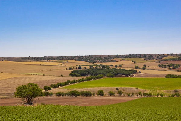 Girassol Campo Cereais Com Céu Azul Campo Cultivo Agricultura — Fotografia de Stock