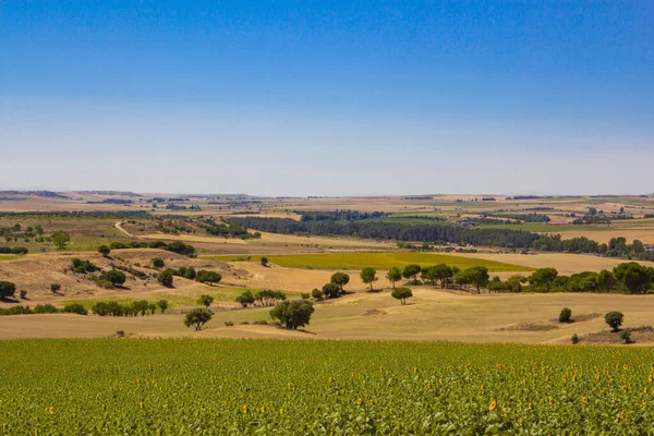 Campo Girasol Cereales Con Cielo Azul Campo Cultivo Agricultura —  Fotos de Stock