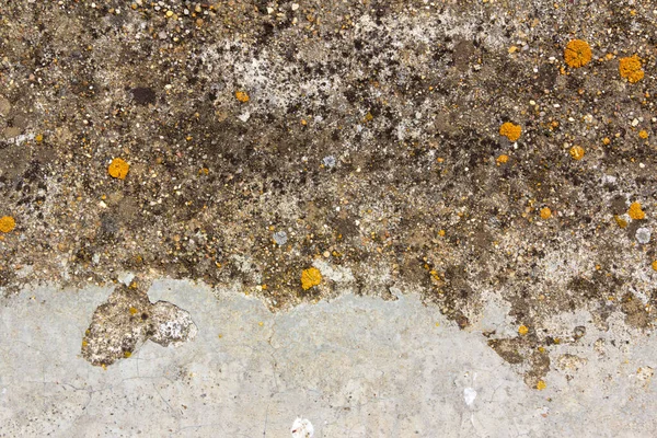 Texture Surface Ciment Avec Des Lichens — Photo