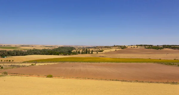 Campo Cereais Amarelo Com Céu Azul Campo Girassol Campo Cultivo — Fotografia de Stock