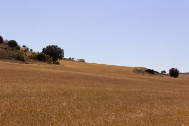 Mavi gökyüzü olan sarı mısır gevreği tarlası. Ekin tarlası. Tarım.
