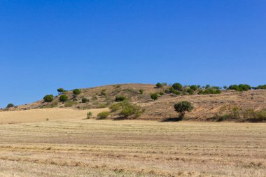 Mavi gökyüzü olan sarı mısır gevreği tarlası. Ekin tarlası. Tarım.