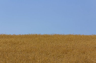 Mavi gökyüzü olan sarı mısır gevreği tarlası. Ekin tarlası. Tarım.