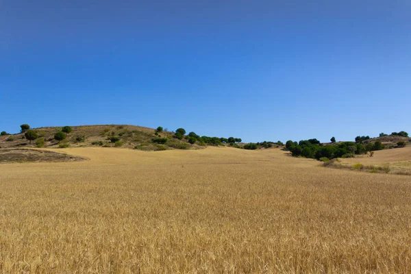 Κίτρινο Πεδίο Δημητριακών Μπλε Ουρανό Αγροτεμάχιο Γεωργία — Φωτογραφία Αρχείου