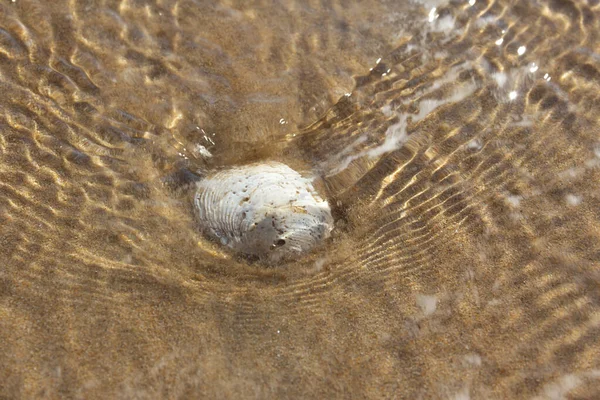 Seashell Drawing Waves Sea Water —  Fotos de Stock