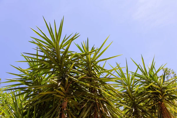 Tropische Sträucher Tropische Vegetation Mit Blauem Himmel Hintergrund — Stockfoto