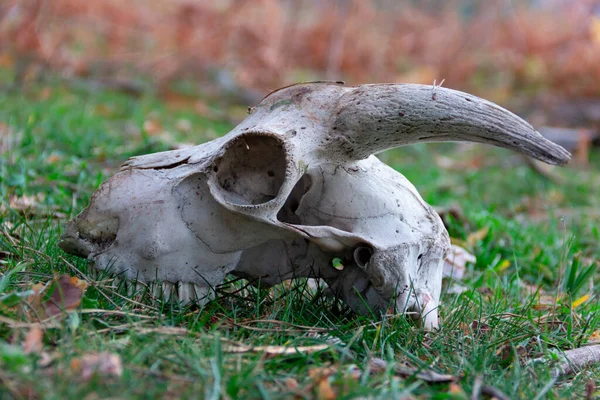 Ziegenschädel Auf Dem Boden — Stockfoto