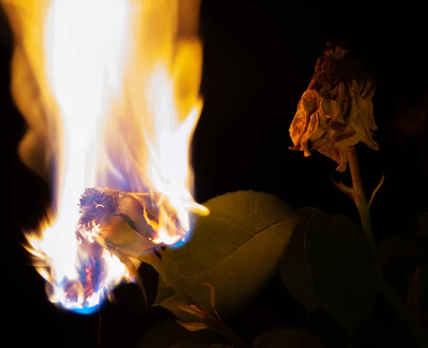 Rosa Seca Ardiendo Flor Llena Fuego Copiar Espacio Concepto — Foto de Stock