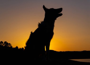 Gün batımında güneşin önünde oturan bir çoban köpeğinin silueti. Seçici odaklanma. Boşluğu kopyala.