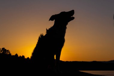 Gün batımında güneşin önünde oturan bir çoban köpeğinin silueti. Seçici odaklanma. Boşluğu kopyala.