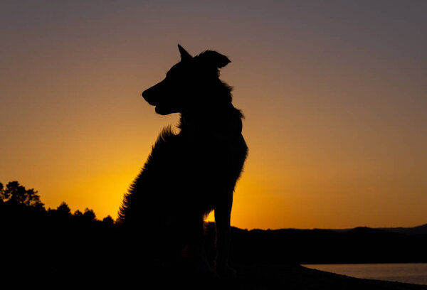 Silhouette of a border collie dog sitting at sunset in front of the sun. Selective focus. Copy space.