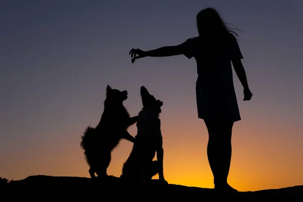 日落时在湖边与两只狗玩耍的女人的轮廓 对动物的爱有选择的重点 复制空间 — 图库照片