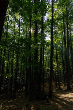 Güneş ışığı sonbaharda bir kestane ormanının gölgesinden içeri giriyor. Seçici odak.
