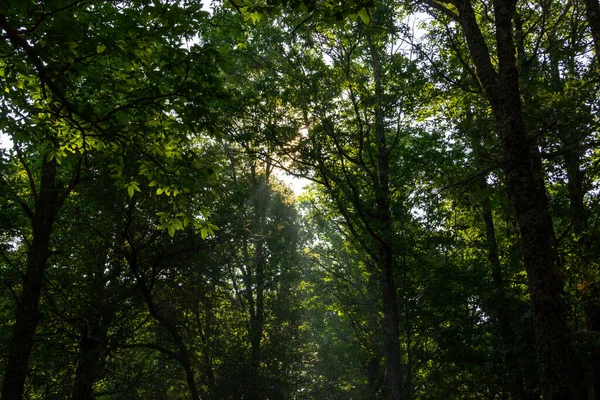 Lumière Soleil Entrant Par Couvert Une Forêt Châtaigniers Automne Concentration — Photo