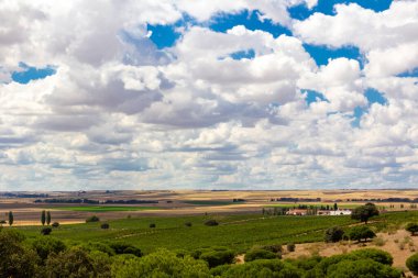 Üzüm bağları ve bulutlu gökyüzü olan bir manzara. Şarap yapmak için üzüm.
