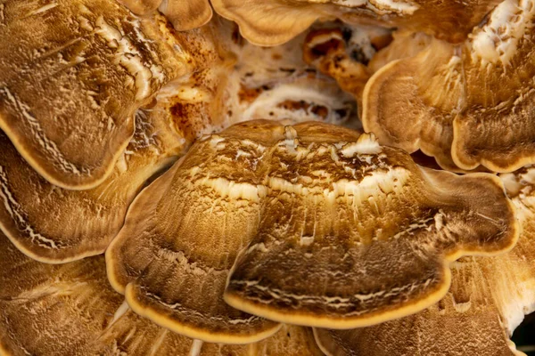 Cogumelos Outono Foco Seletivo — Fotografia de Stock