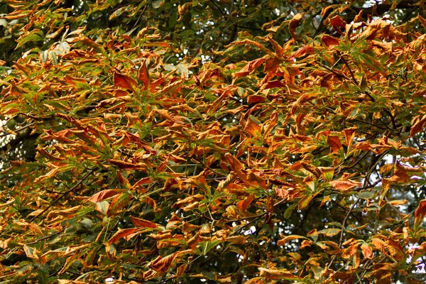 Деревья Сухими Листьями Осенью Селективный Фокус — стоковое фото